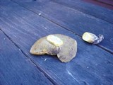 Suillus tomentosus image