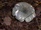 Russula virescens image