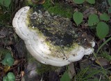 Trametes gibbosa image