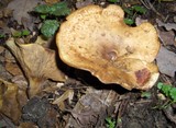 Paxillus involutus image