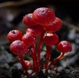 Mycena viscidocruenta image