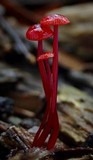 Mycena viscidocruenta image
