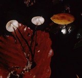 Rhizomarasmius pyrrhocephalus image