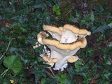 Meripilus giganteus image
