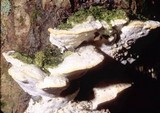 Oxyporus populinus image