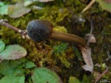 Elaphocordyceps longisegmentis image