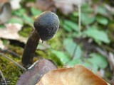 Elaphocordyceps longisegmentis image