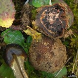 Elaphomyces muricatus image