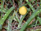 Bolbitius vitellinus image