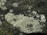 Dirinaria frostii image