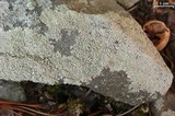 Dirinaria frostii image
