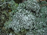Cladonia apodocarpa image