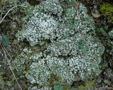 Cladonia apodocarpa image