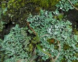 Cladonia apodocarpa image