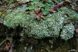 Cladonia apodocarpa image