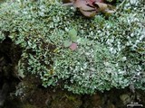 Cladonia apodocarpa image