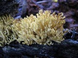 Lentaria dendroidea image