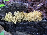 Lentaria dendroidea image