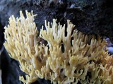 Lentaria dendroidea image