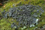 Leptogium cyanescens image