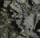 Leptogium cyanescens image