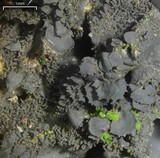 Leptogium cyanescens image
