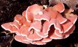 Byssomerulius incarnatus image