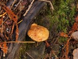 Suillus caerulescens image