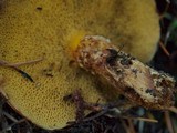Suillus caerulescens image