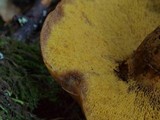Suillus caerulescens image