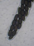 Sporormiella australis image