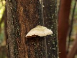 Stereum ochraceoflavum image