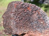 Echinodontium tinctorium image