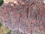 Echinodontium tinctorium image