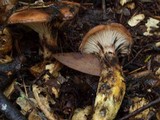 Gomphidius oregonensis image