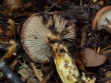 Gomphidius oregonensis image