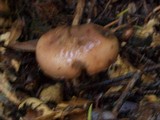 Gomphidius oregonensis image