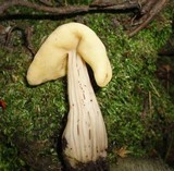 Helvella crispa image