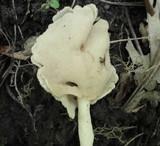 Helvella latispora image