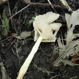 Helvella latispora image