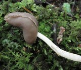 Helvella lactea image