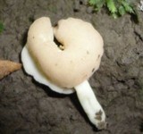 Helvella latispora image