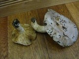 Lactarius argillaceifolius var. megacarpus image