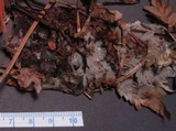 Phlebiopsis gigantea image