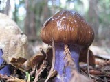 Cortinarius seidliae image