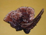 Hydnellum aurantiacum image