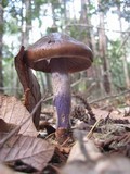 Cortinarius seidliae image
