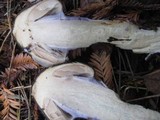 Cortinarius seidliae image