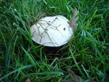 Agaricus bitorquis image