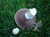 Agaricus bitorquis image